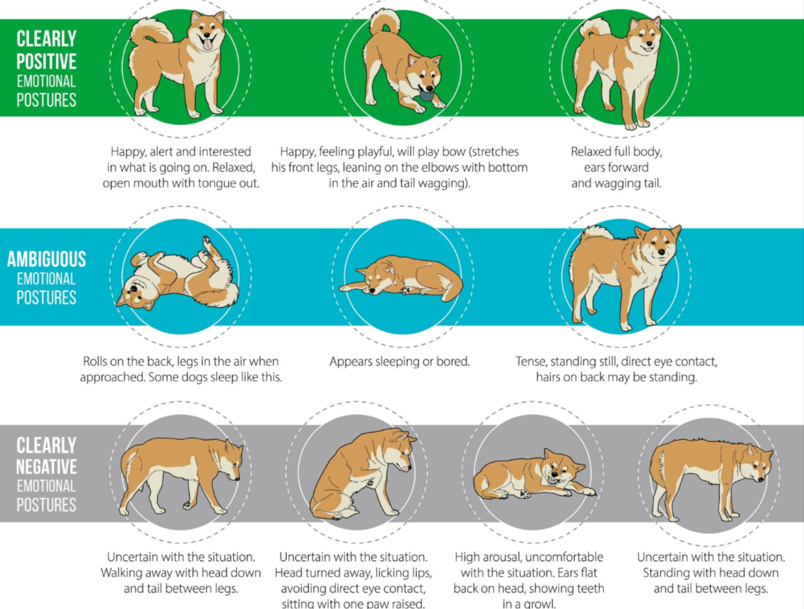 How to Read Your Pet’s Body Language