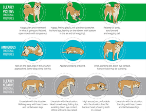 How to Read Your Pet’s Body Language