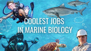 Careers in Marine Biology