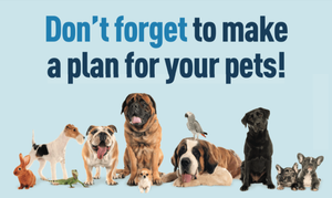 How to Create a Pet Emergency Plan for Natural Disasters