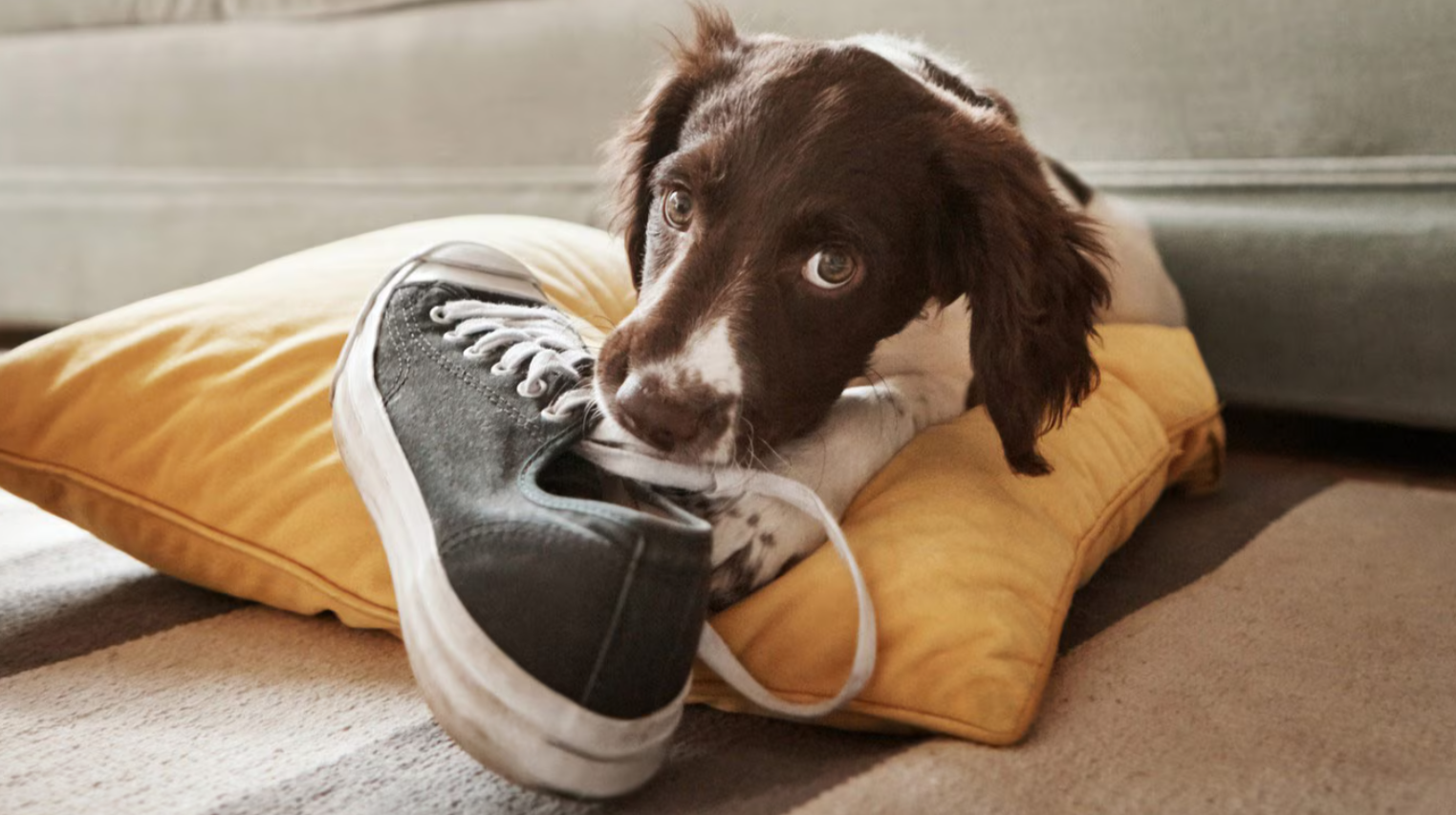 Top Signs Your Dog Might Be Bored (And How to Fix It)