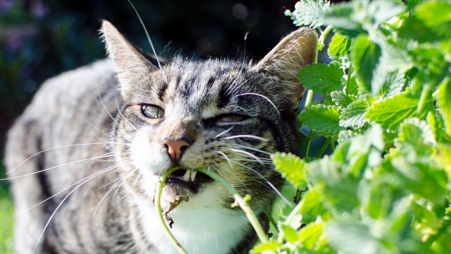 What Is Catnip and Why Do Cats Love It?