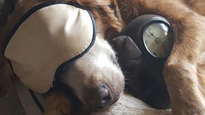 How to Help Your Pet Adjust to Daylight Saving Time