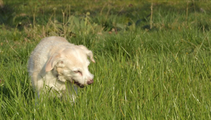 Why Do Dogs Eat Grass? Is It Dangerous?